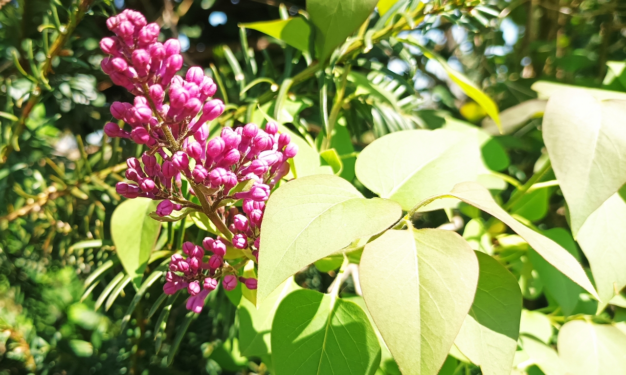 fiori-di-lilla